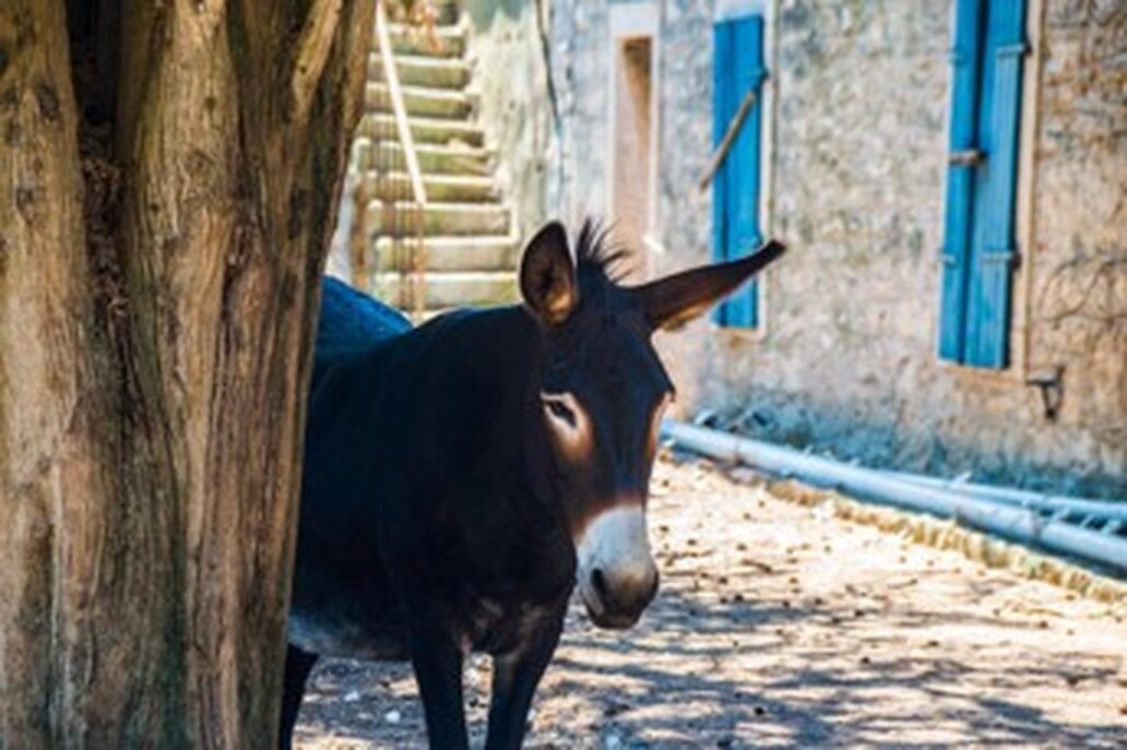 Croatia for Curious Travelers - A Thoughtful Journey